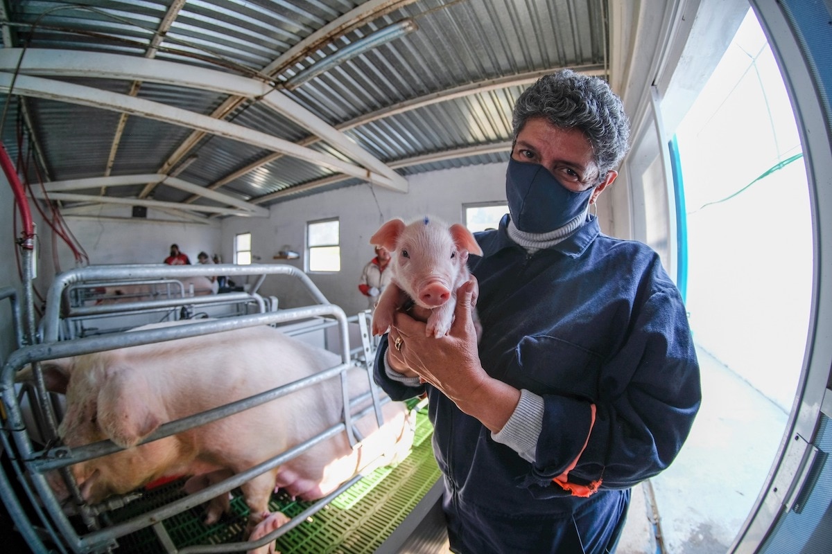 Avanza producción porcina en la UAQ