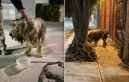 Buscan a Chabelo; es un viejo pastor inglés que requiere atención en Querétaro