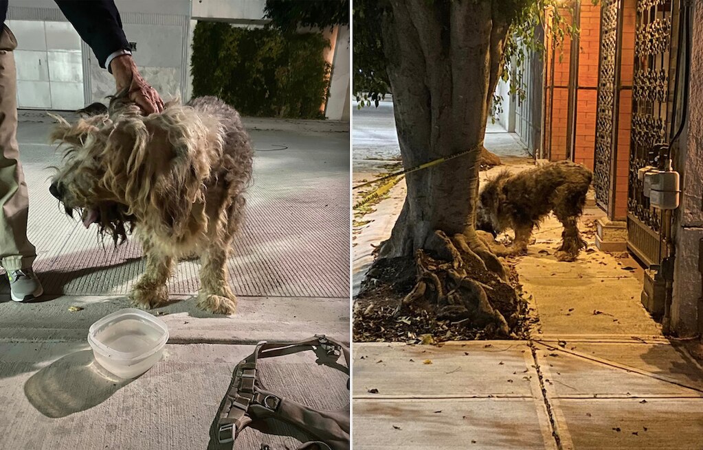 Buscan a Chabelo; es un viejo pastor inglés que requiere atención en Querétaro