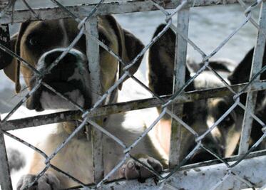 Control Animal seguirá en la Josefa Vergara