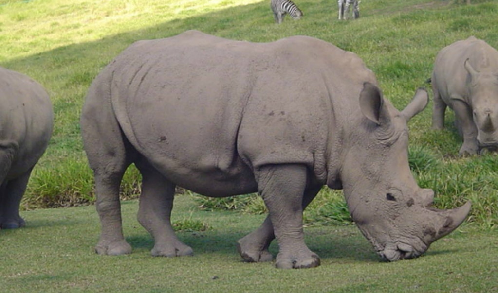 Foto: Archivo. EL UNIVERSAL