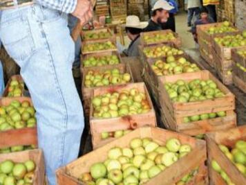 Comercializarán derivados de la manzana