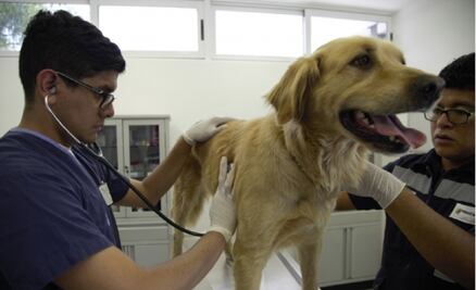 "Perros sí detectan el Covid-19": Universidad de Pensilvania