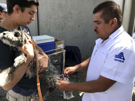 Vacunas para salvar la vida de las mascotas