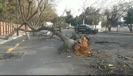 Fuertes vientos derrumban árboles en la zona metropolitana de Querétaro