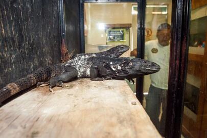 Vivario UAQ; un refugio para reptiles y arácnidos