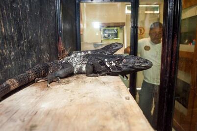 Vivario UAQ; un refugio para reptiles y arácnidos