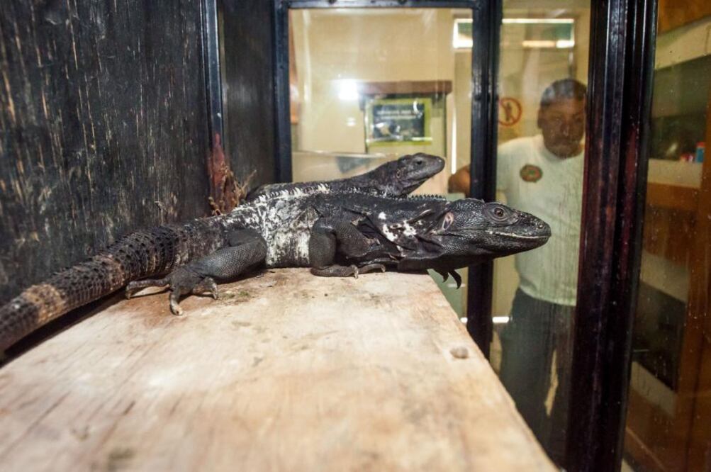 El Herpetario universitario, el primero en su tipo en el estado de Querétaro