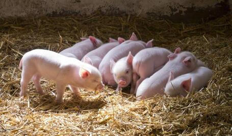 Estudian reemplazar antibióticos en cerdos