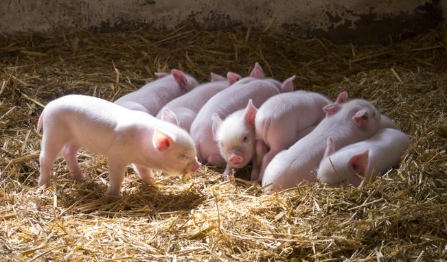 Estudian reemplazar antibióticos en cerdos