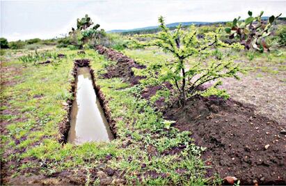 Buscan revertir efectos de la desertificación