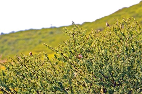 Afectarán a ejido en Peña Colorada