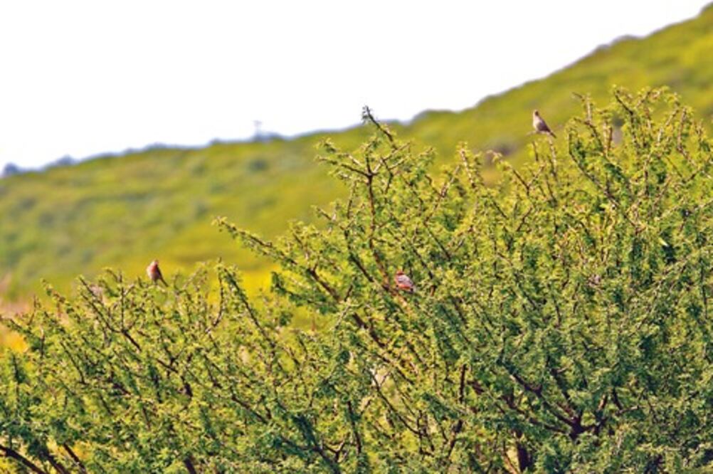 Afectarán a ejido en Peña Colorada