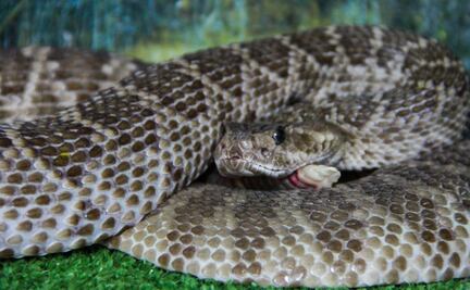 FCN enseña cuidados en caso de morderduras venenosas