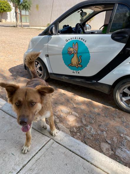 Video. Con collares, dan personalidad a los perros de la calle en Querétaro