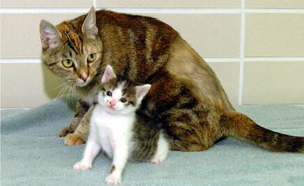 Nace Garlic, el primer gato clonado de China