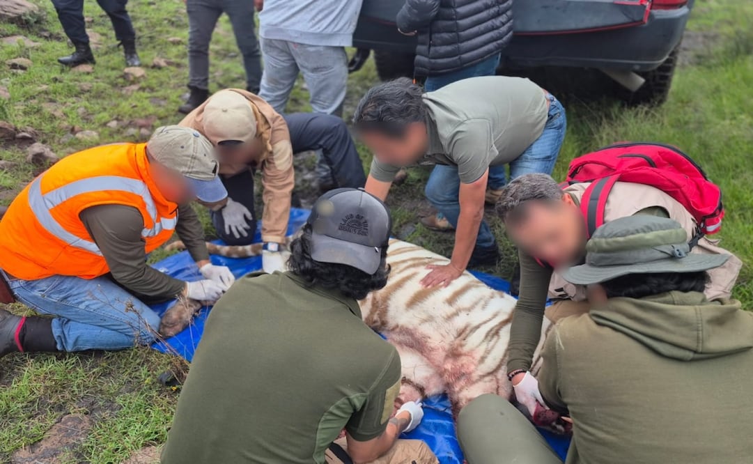 Capturan al tigre de bengala Kenzo tras cuatro días de búsqueda. Foto: Especial