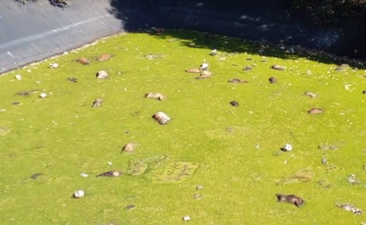 Abren investigación por muerte de 100 perritos en laguna de líquidos tóxicos en Edomex