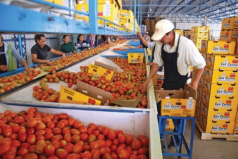 Pacto da certeza a tomateros, dice SE
