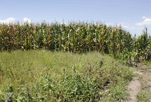 Combaten plagas en el campo