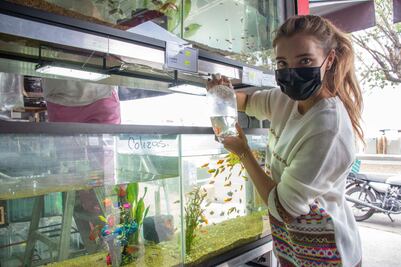 Acuariofilia, terapia para la paz mental