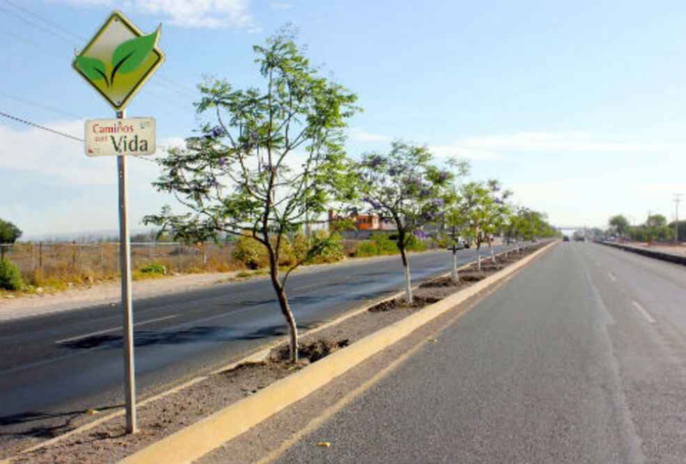 Reforestarán vialidades del estado