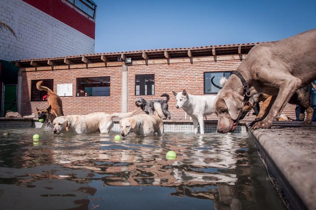 Jorge, quien se encarga de la supervisión del hotel, dice que se atienden de 25 a 30 perros al día, entre guardería y pensión para quienes buscan un lugar agradable y seguro para sus mascotas (RICARDO LUGO)