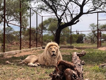 Santuaai, el santuario de Querétaro que da refugio a los animales exóticos del país