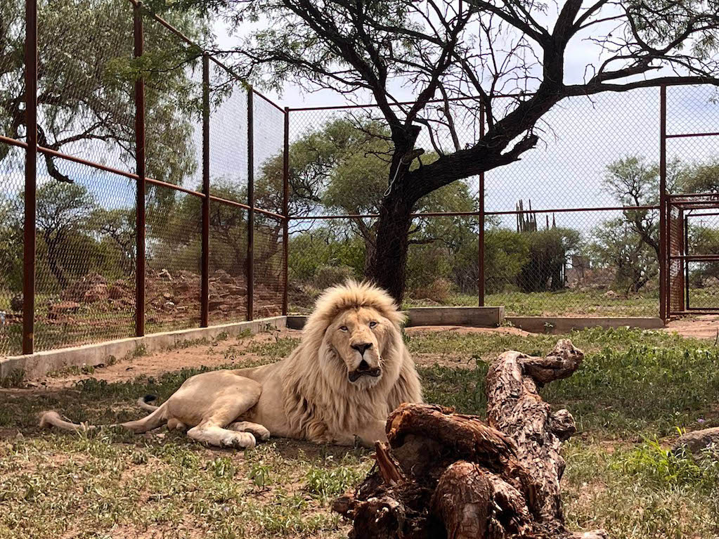 Santuaai, el santuario de Querétaro que da refugio a los animales exóticos del país