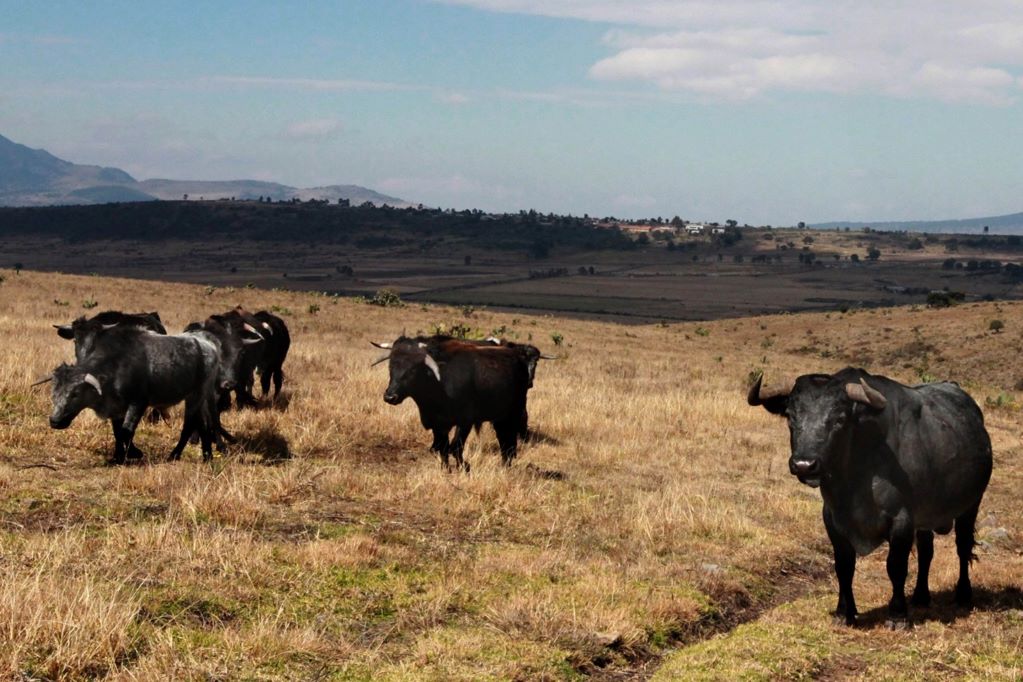 Querétaro, libre del gusano barrenador