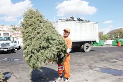 Multarán a quienes tiren árboles