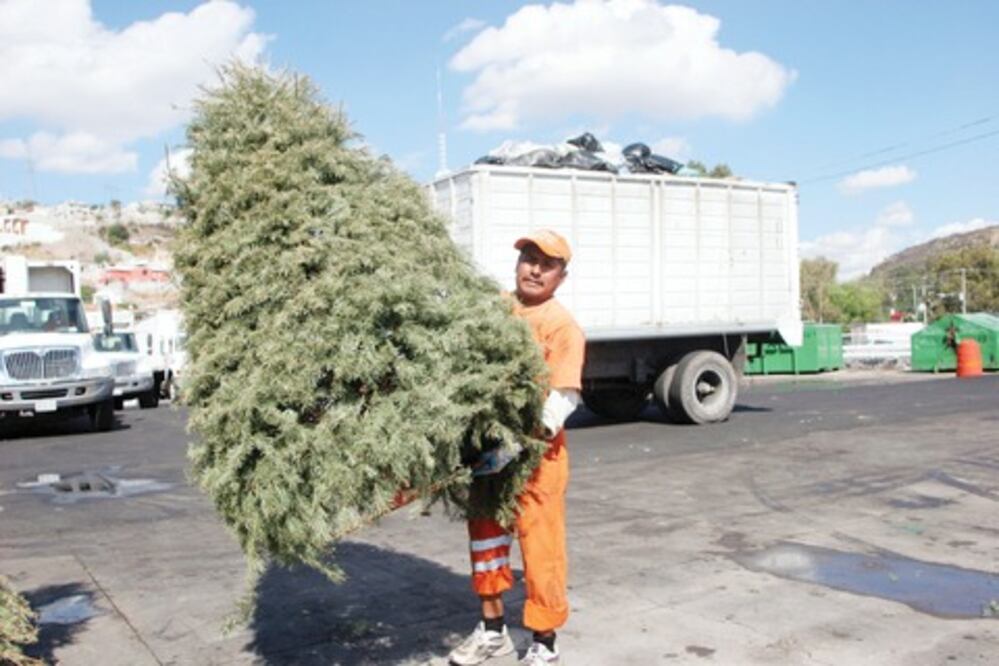 Multarán a quienes tiren árboles