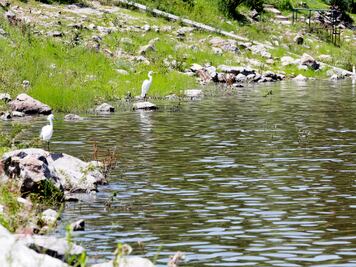 Presa El cajón al 100%, reportan