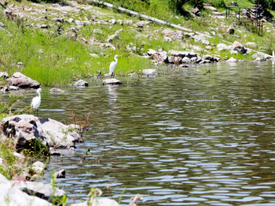 Presa El cajón al 100%, reportan