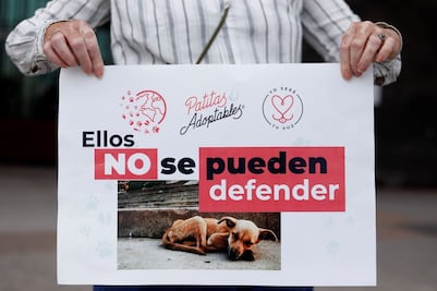 Kuri va contra el maltrato animal