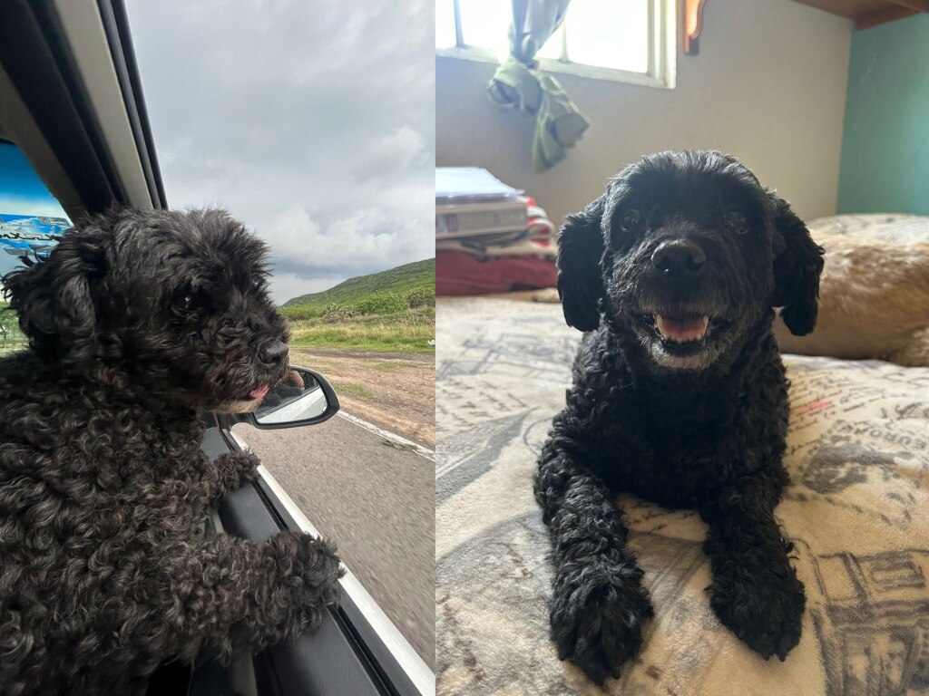 Buscan a la perrita Camil en Querétaro; fue vista por última vez el 28 de septiembre