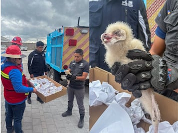 Rescatan a cría de lechuza campanario tras caer 16 metros en Querétaro