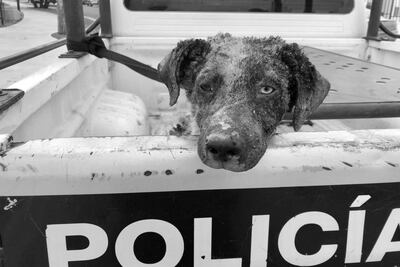 Dan de alta al perrito que sufrió quemaduras durante una explosión en Querétaro 