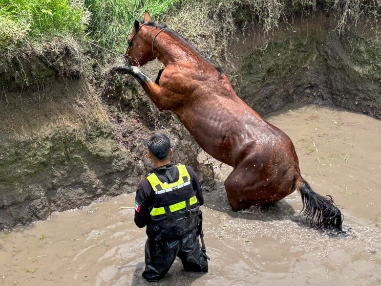 Foto. Facebook IMPA El Marqués
