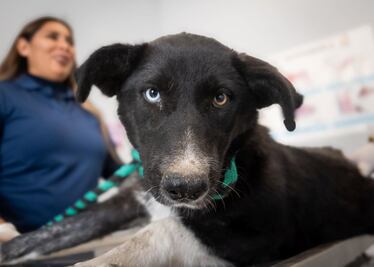 Buscan al conductor responsable de atropellar a una perrita en El Marqués