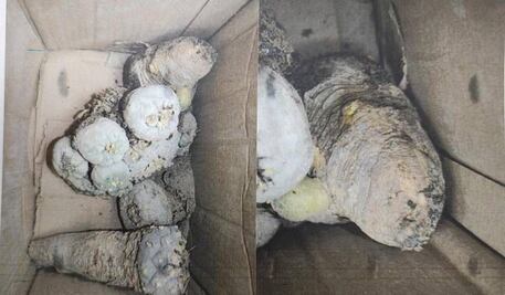 Aseguran ocho cactus protegidos en el Aeropuerto de Querétaro