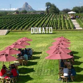 Viñedo Donato realizará  su  Vendimia, el próximo sábado 