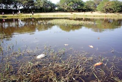 Inician investigación por muerte de peces