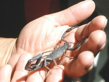 Recomendaciones ante picaduras de alacrán