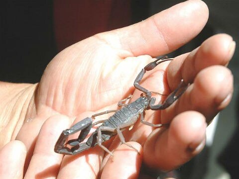 Recomendaciones ante picaduras de alacrán