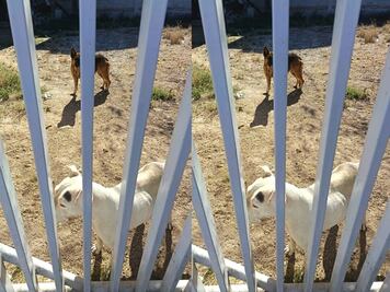 Rescatan a dos perritos abandonados en un predio de Tequisquiapan