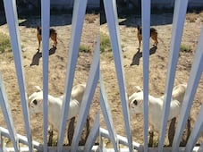 Rescatan a dos perritos abandonados en un predio de Tequisquiapan