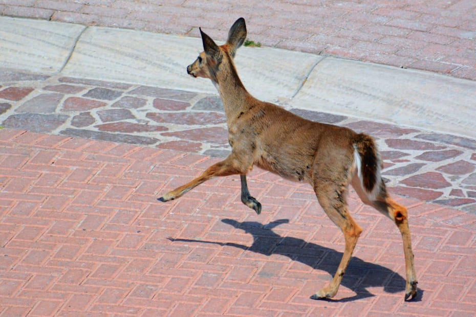 Foto. Facebook IMPA El Marqués