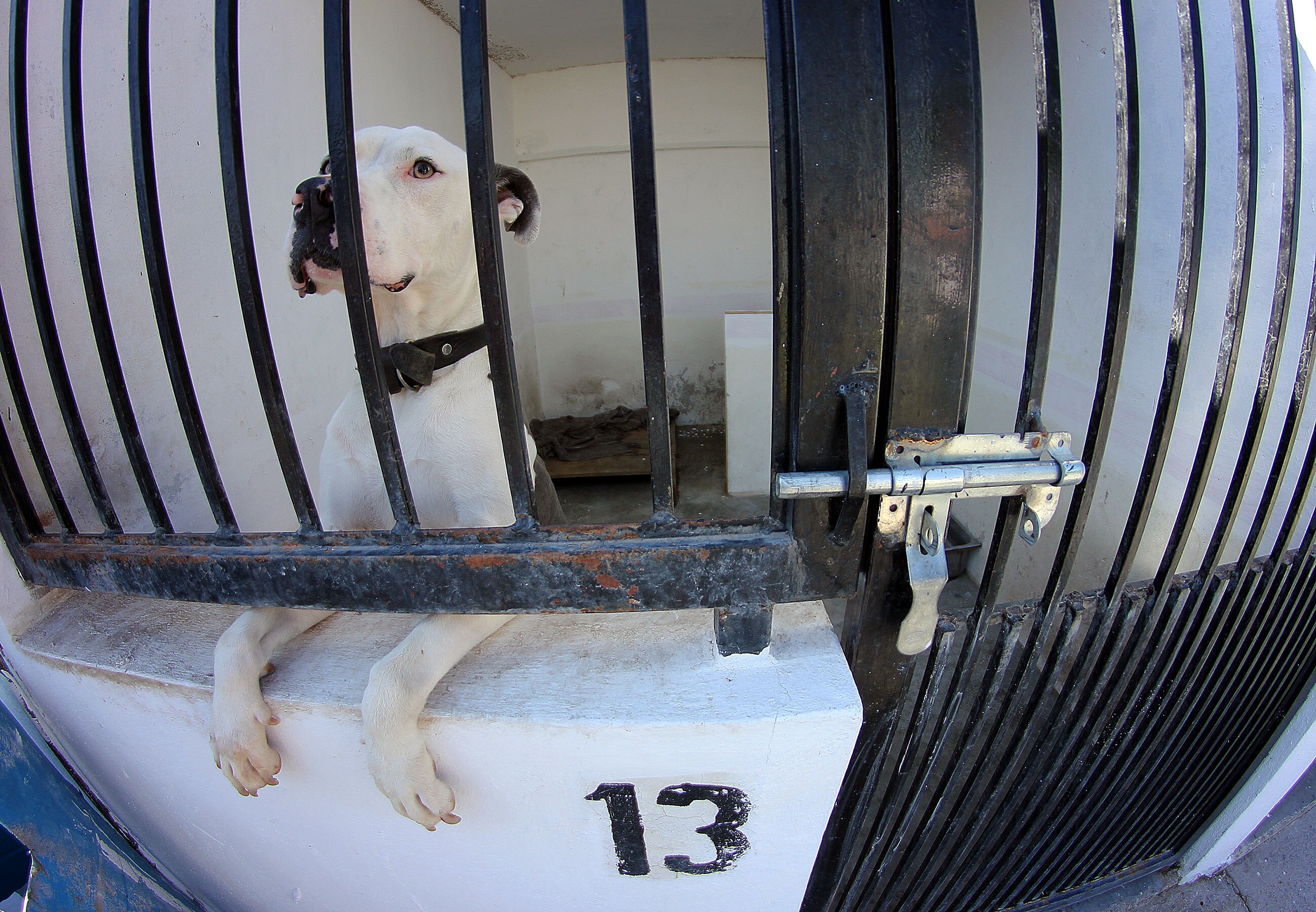 Congreso de Querétaro reformará Ley de Protección Animal