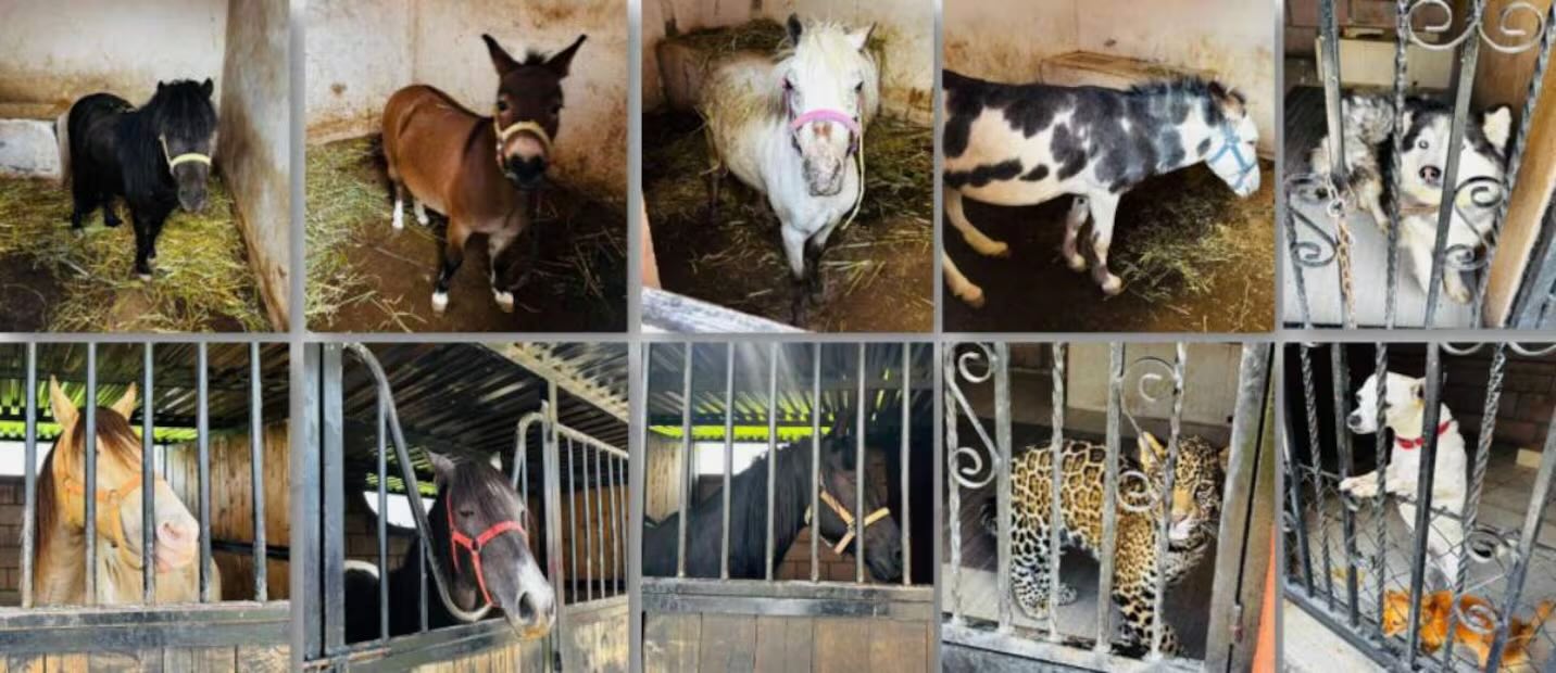 Los animales fueron puestos a disposición de la Profepa para su resguardo. Foto: Especial